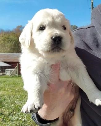 cuccioli di Golden retriever inglesi