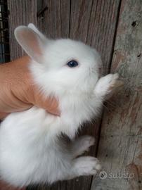 Conigli nani testa di leone