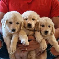 Cuccioli di Golden Retriever - Linea Inglese