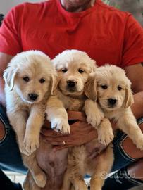 Cuccioli di Golden Retriever - Linea Inglese