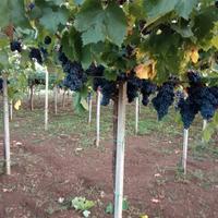 Malvasia,Trebbiano,Bellone,Nero Buono