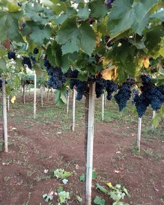 Malvasia,Trebbiano,Bellone,Nero Buono