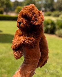 Cucciola Barboncino Toy pedigree Enci e test ge