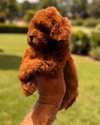 Cucciola Barboncino Toy pedigree Enci e test ge