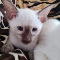 Siamesi gattini purissima razza
