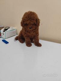 Cucciolo Barboncino Toy Colore Red Intenso