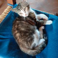 Splendida micina