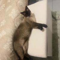 Cuccioli siamese thai