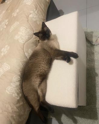 Cuccioli siamese thai