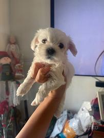 Maltese
