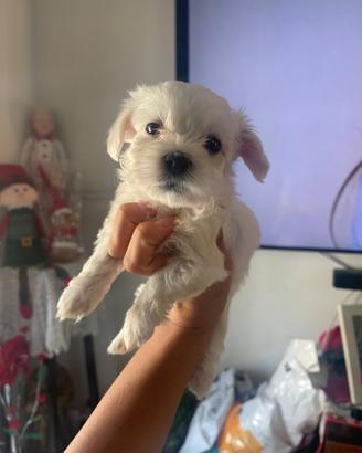 Maltese