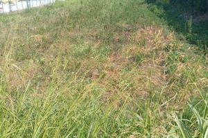 Terreno 1220 mq Pianeggiante ad Angri via campia