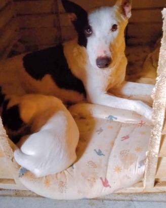 Ginevra 2 anni