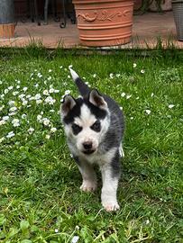 Cuccioli di Siberian Husky