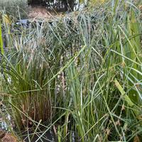 Pianta acquatica Papiro