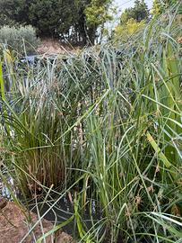 Pianta acquatica Papiro