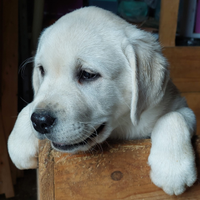 Cuccioli Labrador