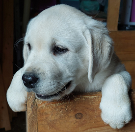 Cuccioli Labrador