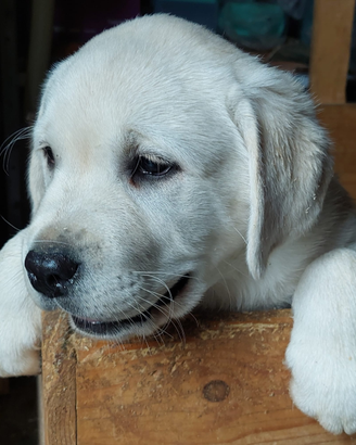 Cuccioli Labrador