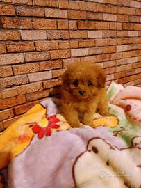 pomapoo 