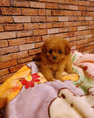 pomapoo 