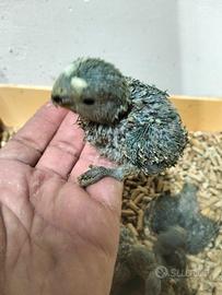 Inseparabili allevati a mano