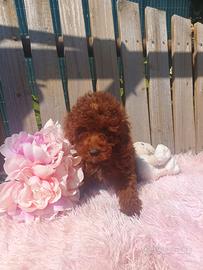 Barboncino Toy con pedigree enci