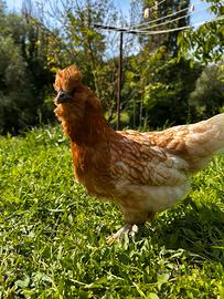 Gallina Incrocio Moroseta Padovana