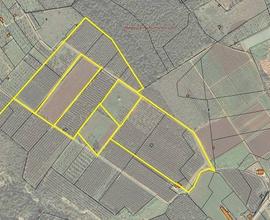 Terreno Agricolo - Presicce-Acquarica