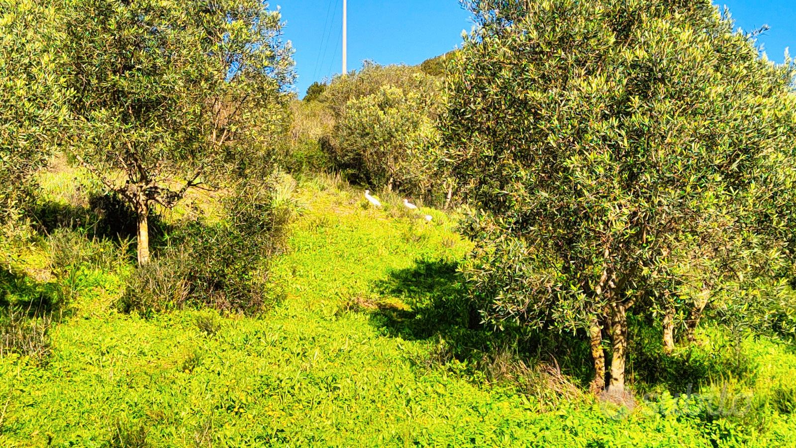 Terreno agricolo con scorcio vista mare a Palau - Vista 3