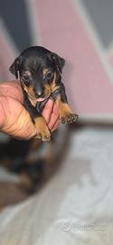 Cuccioli pincher