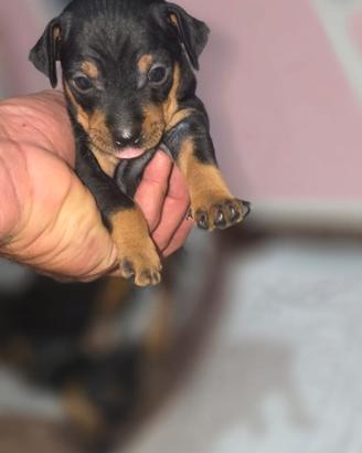 Cuccioli pincher