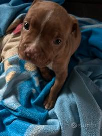 Cucciola pitbull