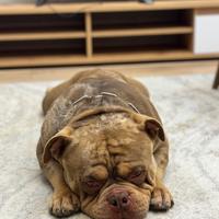 American bully tri choco merle in monta