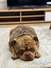 American bully tri choco merle in monta