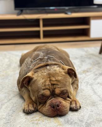 American bully tri choco merle in monta