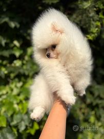 Cuccioli di spitz tedesco nano