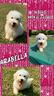 coton-de-tulear-arabella