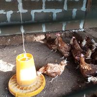 Galline rosse ovaiole