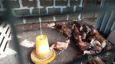 Galline rosse ovaiole