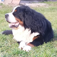 Bovaro del Bernese