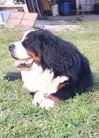 Bovaro del Bernese