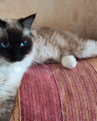 Ragdoll maschio con pedigree per accoppiamento