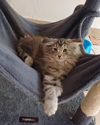 gatti delle foreste norvegesi