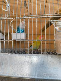 Coppia inseparabili