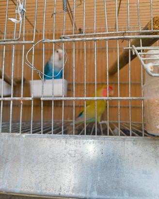 Coppia inseparabili