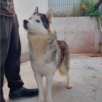 Siberian Husky