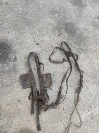 Cavezza per cavalli.