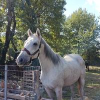 Cavallo per tutti