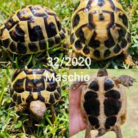 Testudo Hermanni 2020-2021 MASCHI